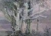 Holly tree near Crook Hall, Lakes (25.7 x 36.5 cms). Year 1975. Cat. no. 105. (The English Lake District)